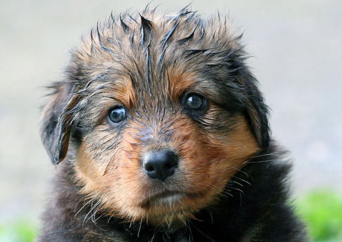 wet dog needs to be dried