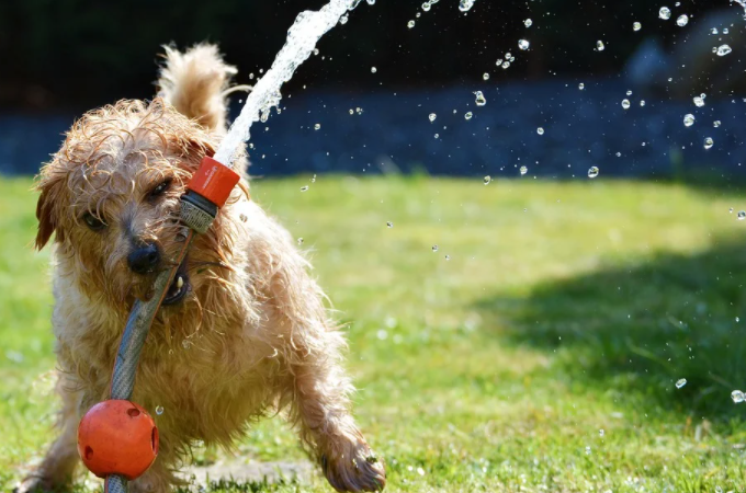 Ways to Dry Your Dog at Home